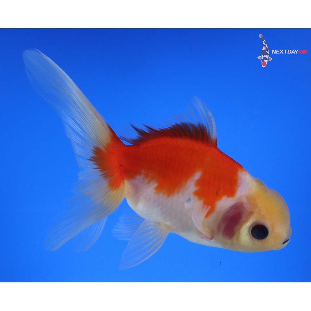 6” Imported Red and White Oranda
