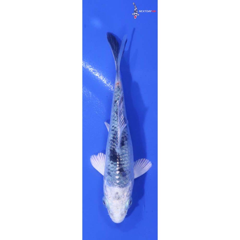 3.5” Imported Kin Shiro Bekko