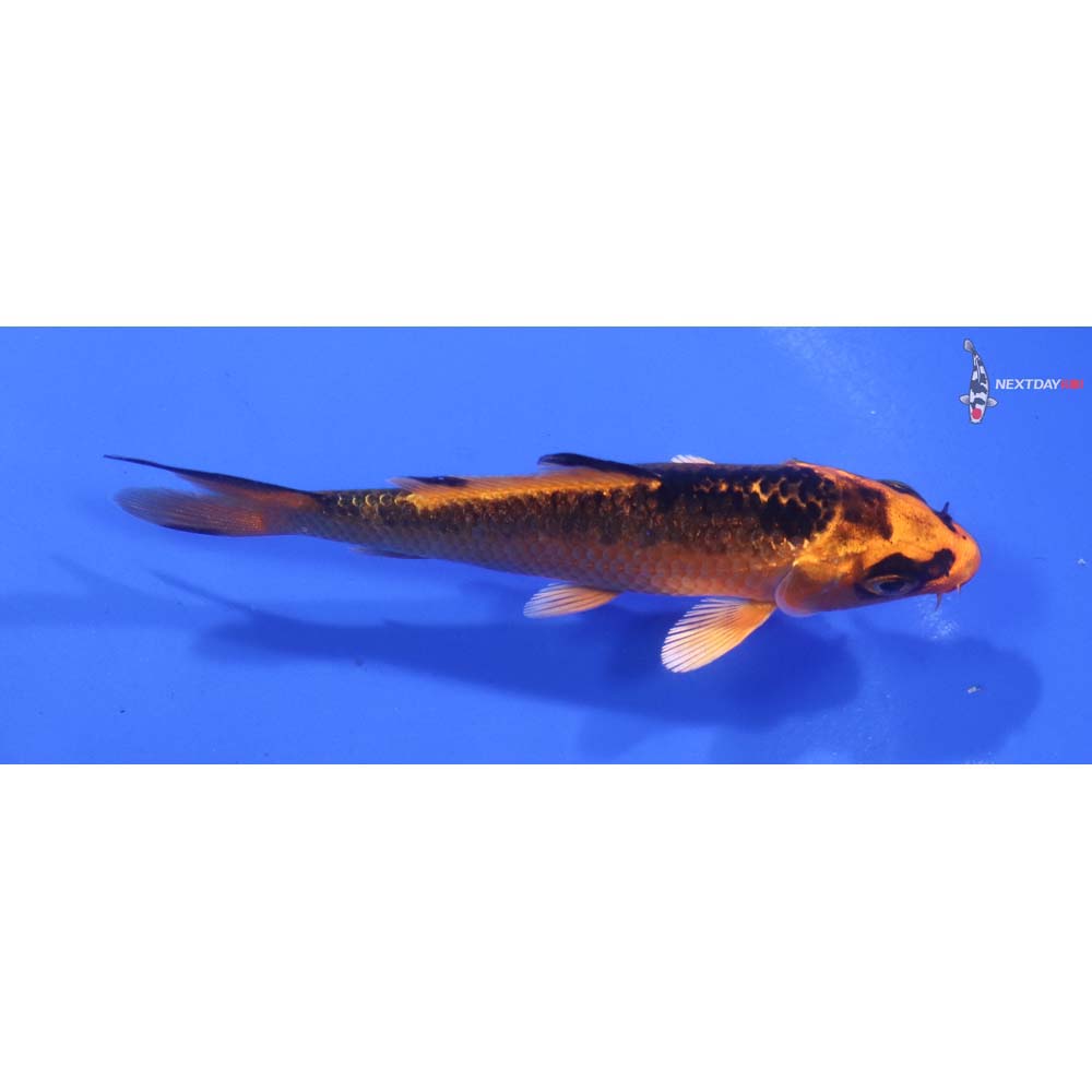 3.5” Imported Orenji Matsuba