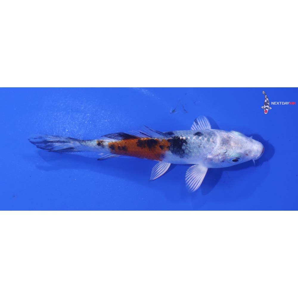 3.5” Imported Yamato Nishiki
