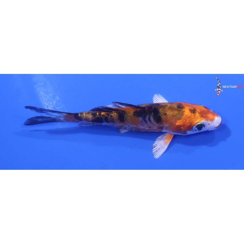 3.5” Imported Heisei Nishiki