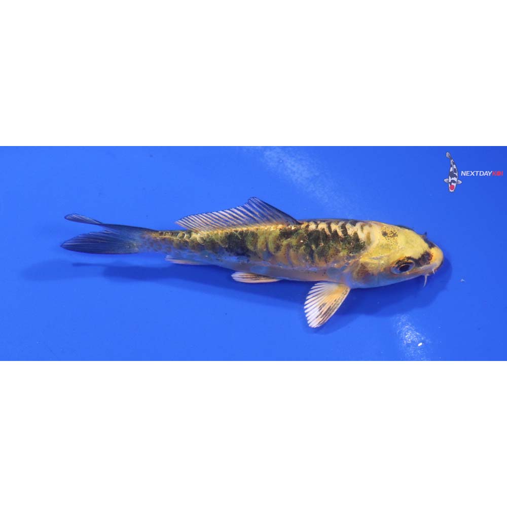 3.5” Imported Armor Scaled Kin Ki Bekko