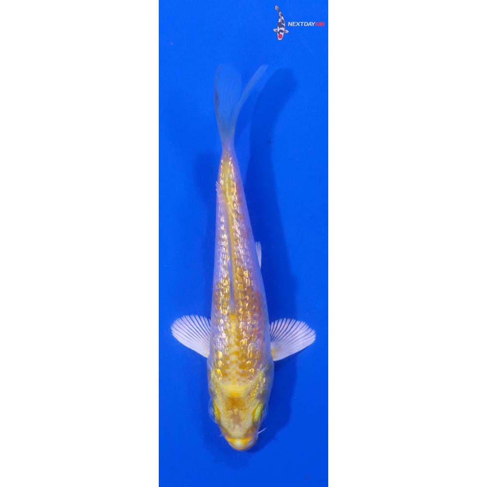 3.5” Imported Gin Rin Lemon Hariwake
