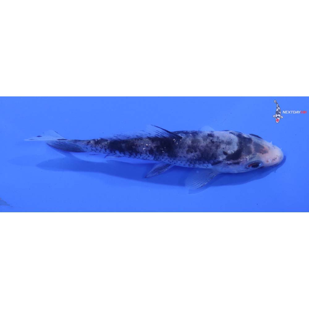 4” Imported Matsukawabakke