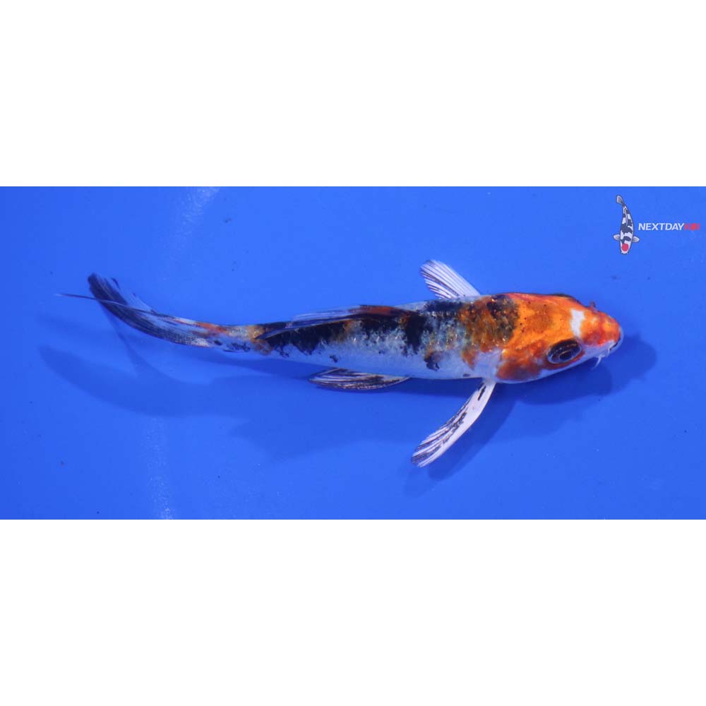 3.5” Imported Yamato Nishiki Butterfly Koi