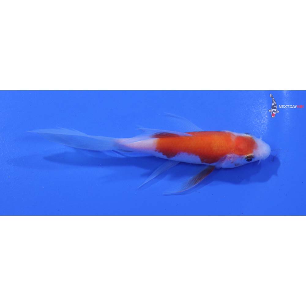 3.5” Imported Kohaku Butterfly Koi