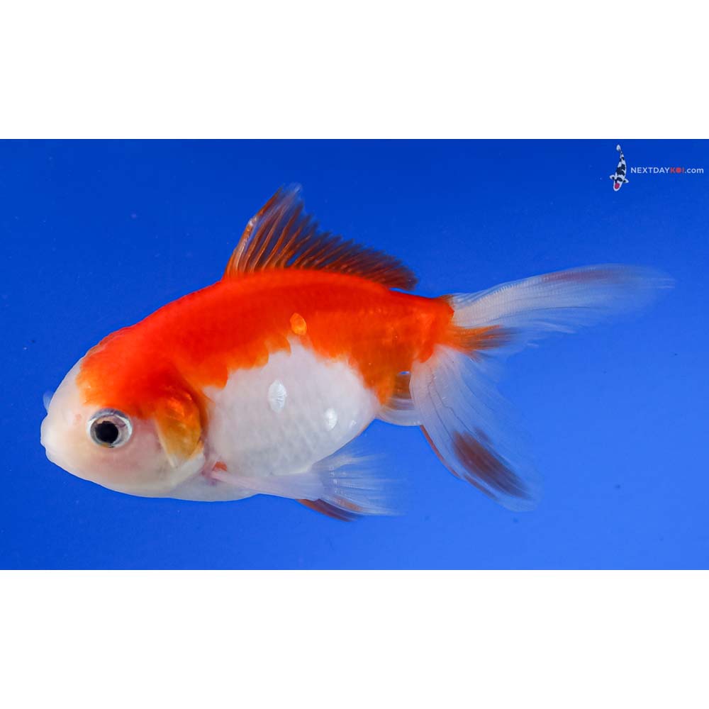 4.5” Imported Red and White Oranda