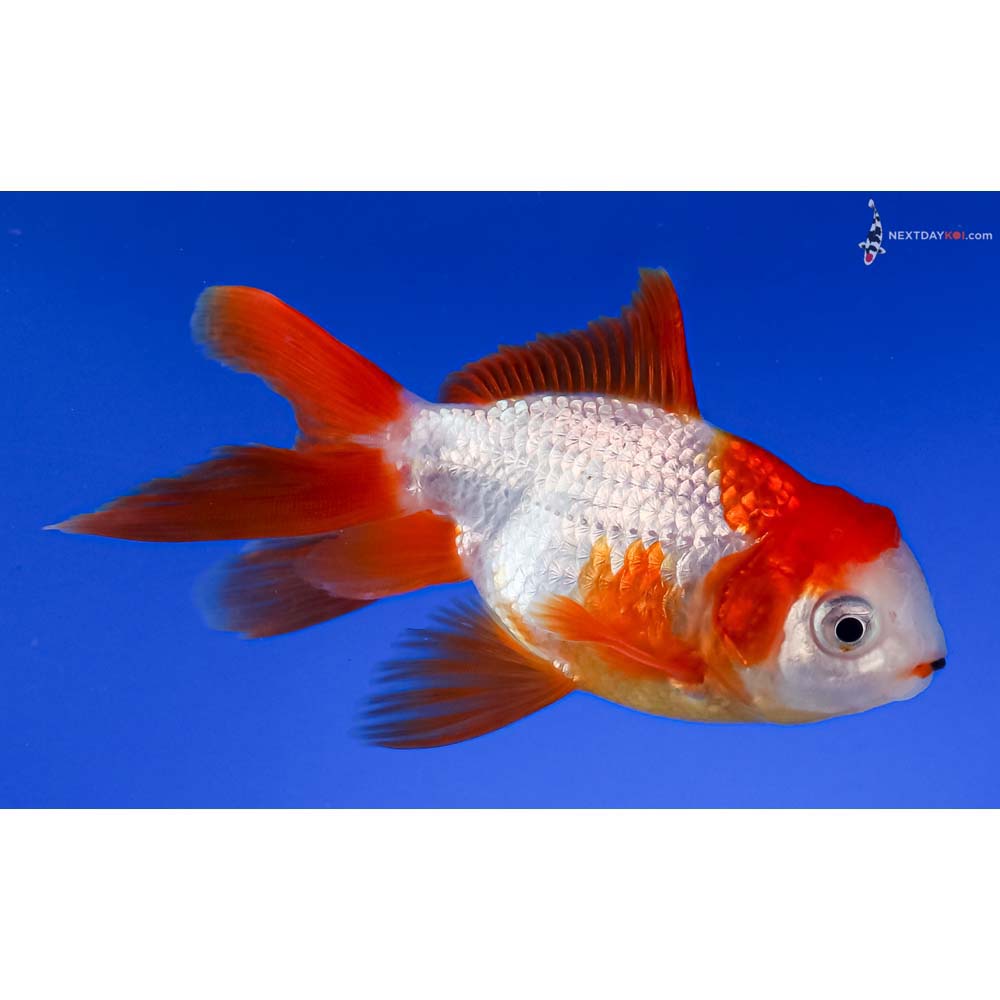4” Imported Male Red and White Oranda