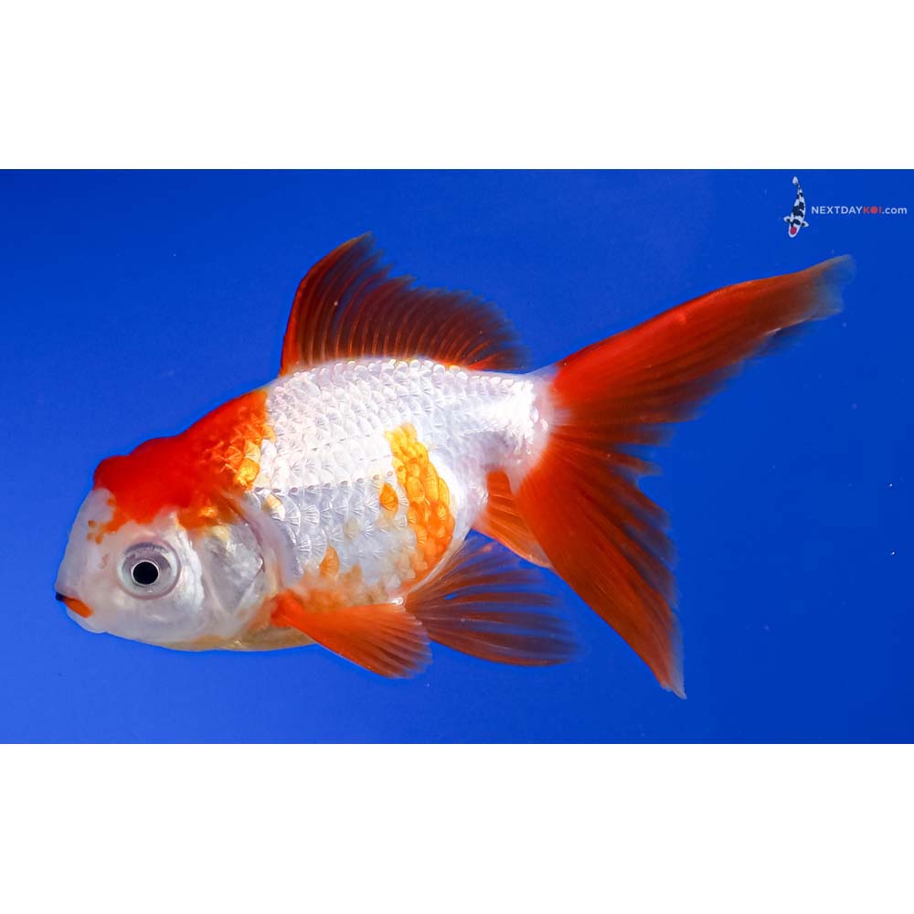 4” Imported Male Red and White Oranda