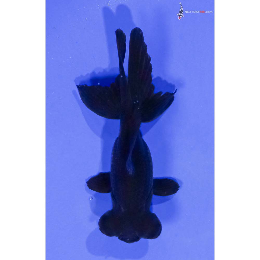 4” Imported Black Telescope Fantail