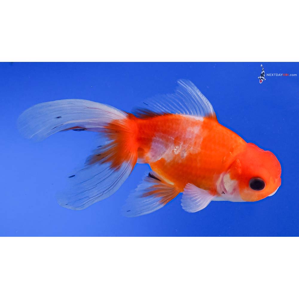 4.5” Imported Red and White Oranda
