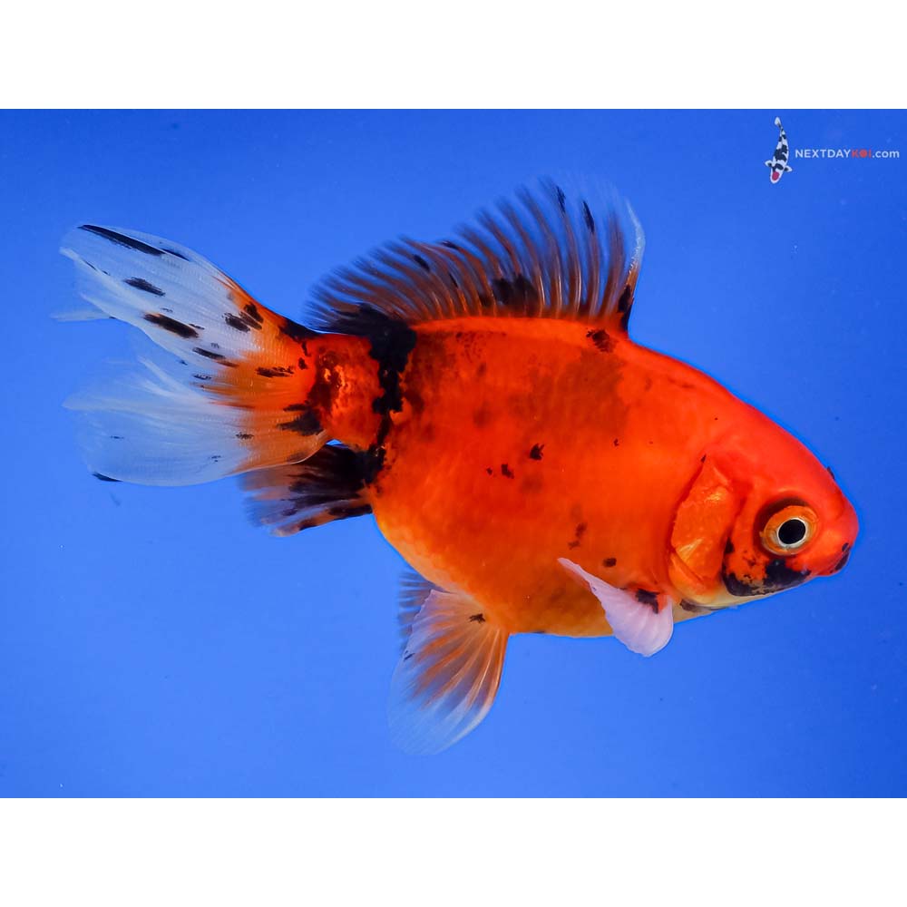 4” Imported Male Calico Ryukin