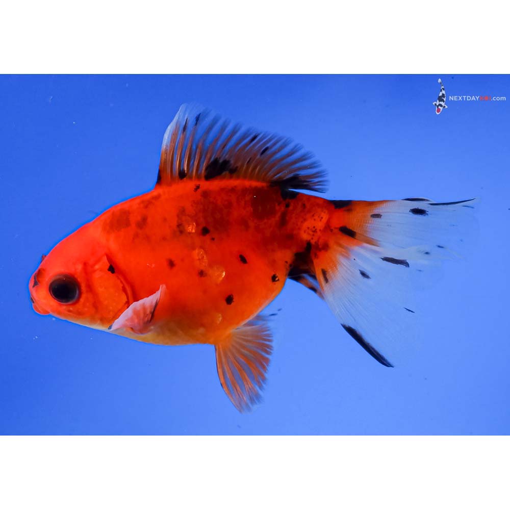 4” Imported Male Calico Ryukin