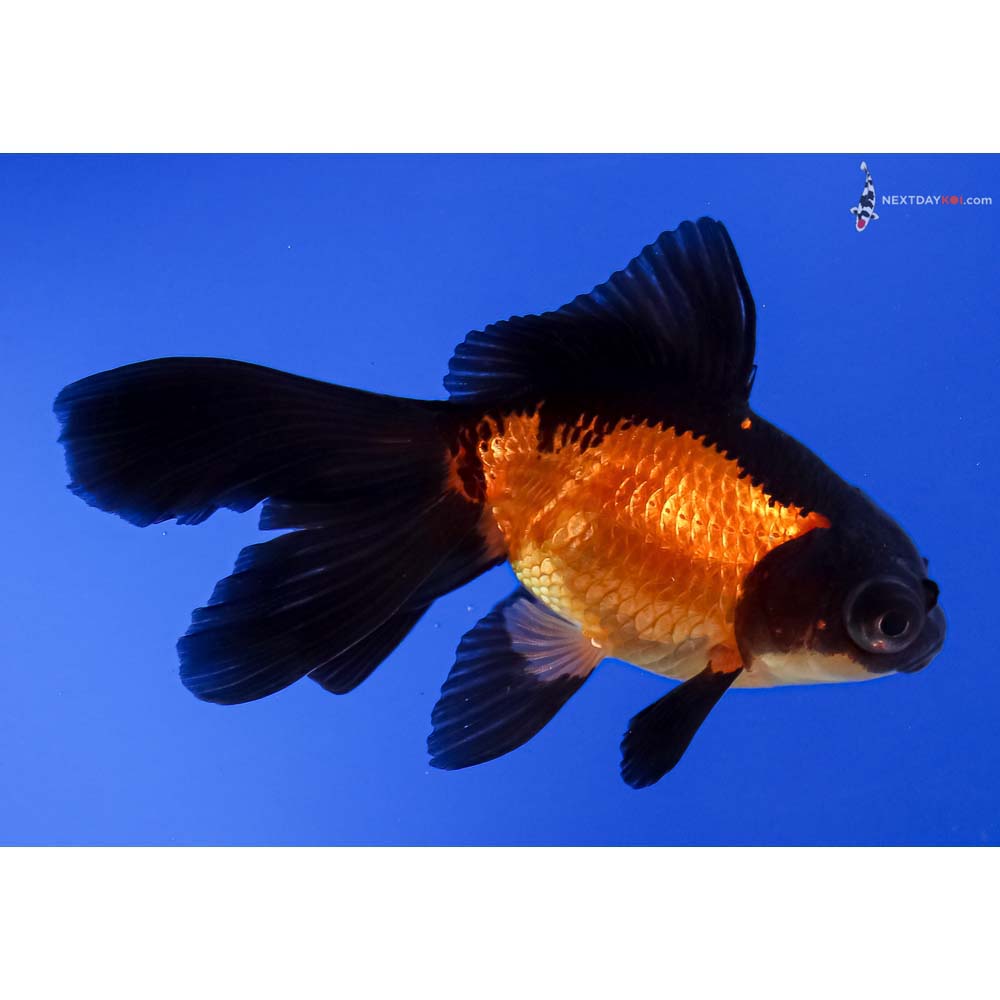 4” Imported Red and Black Butterfly Tail