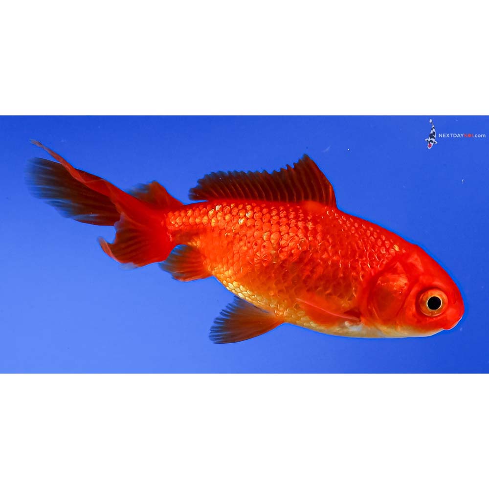 4” Imported Red Wakin