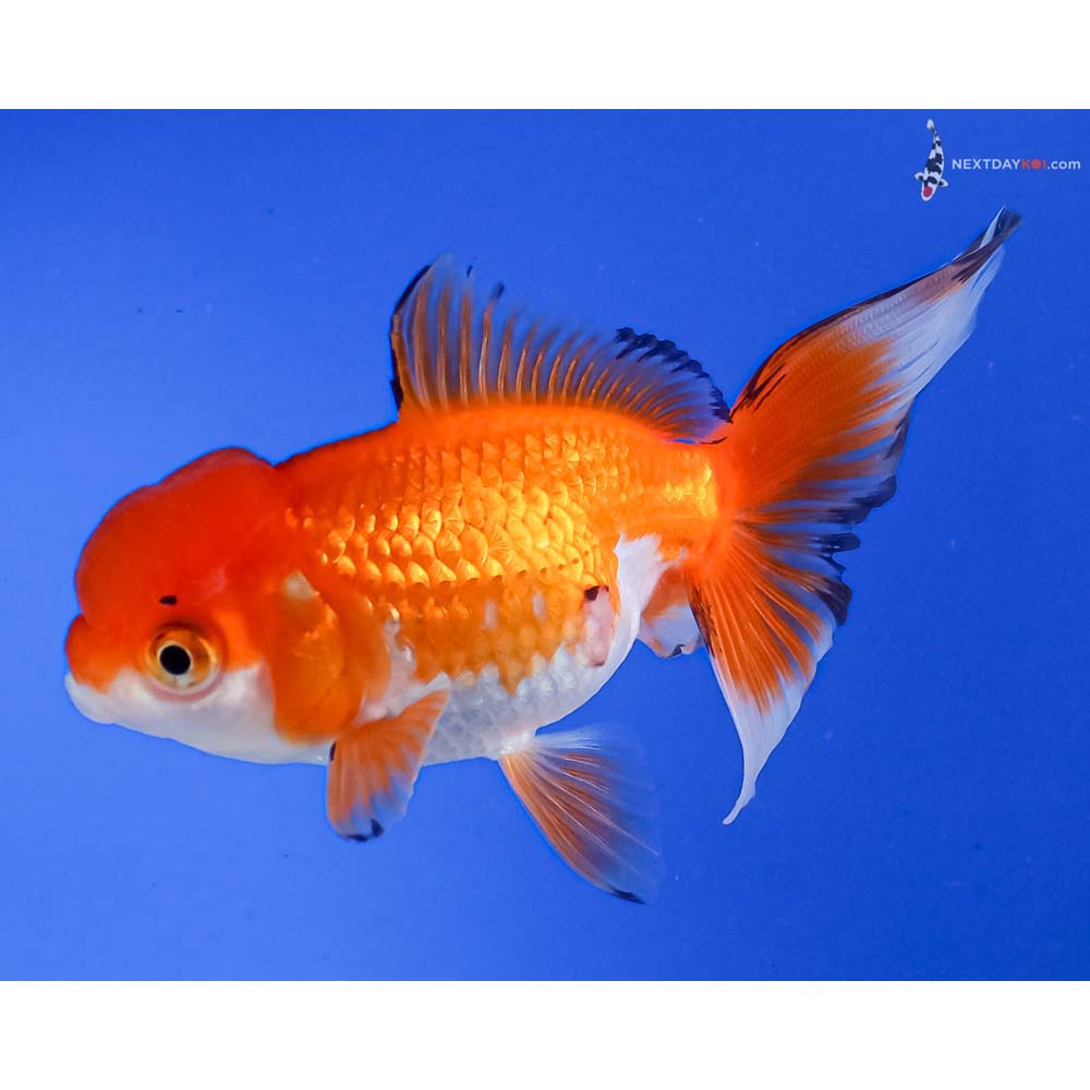 4.5” Imported Red and White Oranda