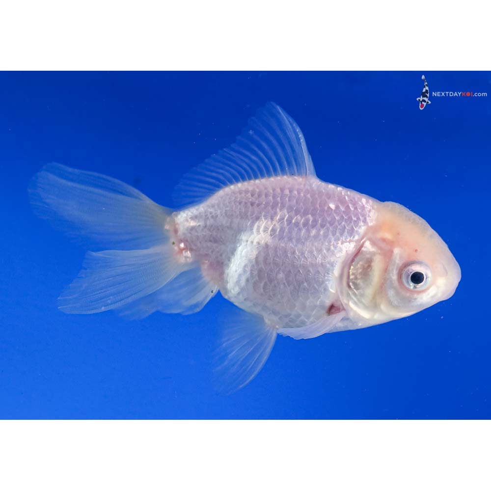 4” Imported White Oranda