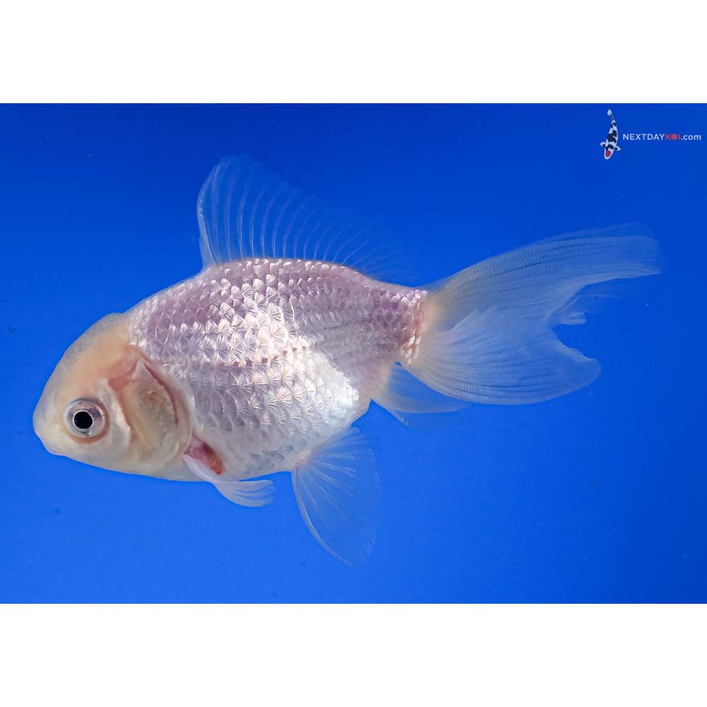 4” Imported White Oranda