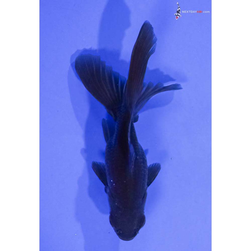 4.5” Imported Bronze Fantail
