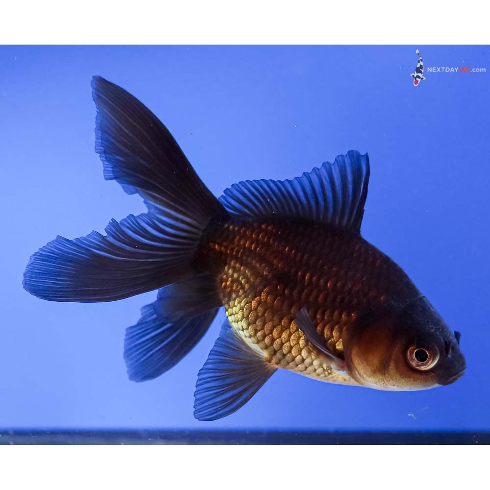 4.5” Imported Bronze Fantail