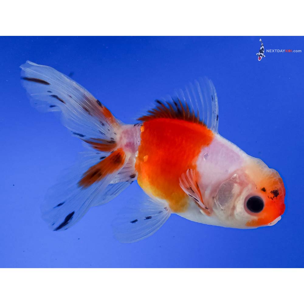 4.5” Imported Calico Oranda