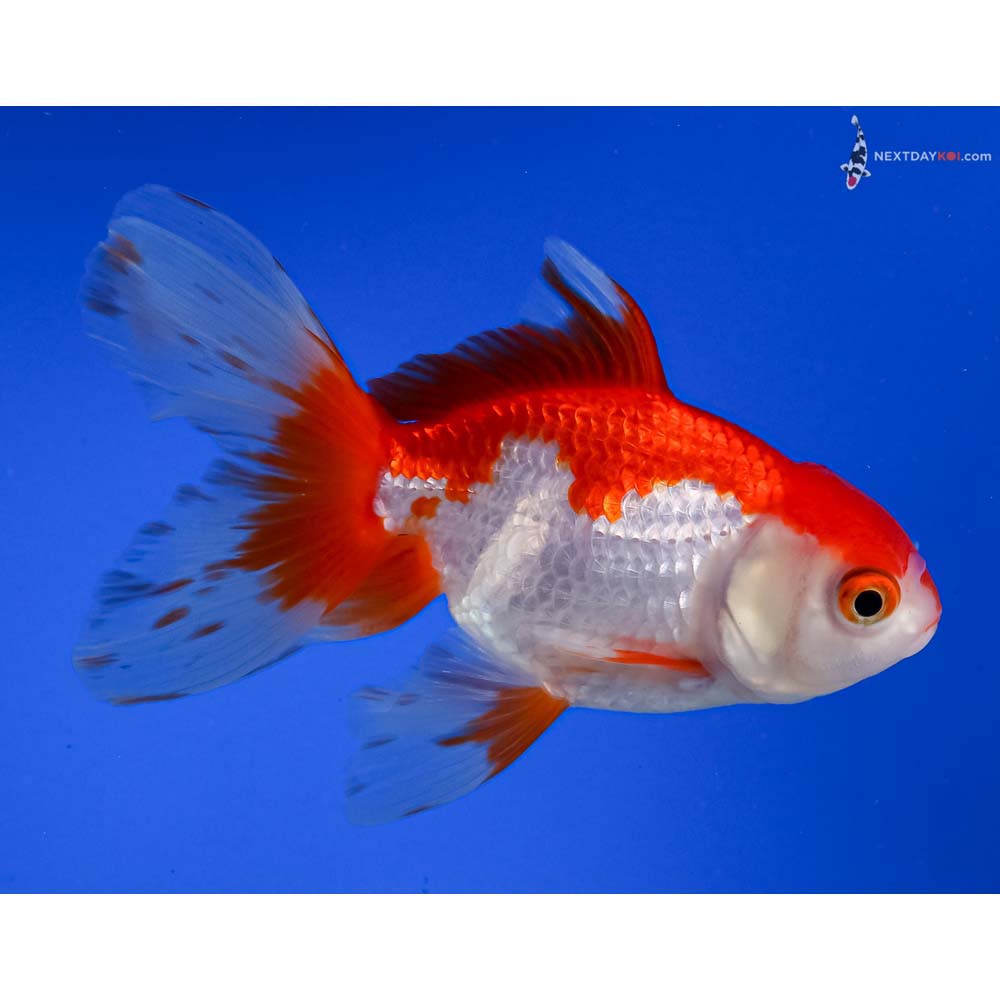 5” Imported Red and White Oranda