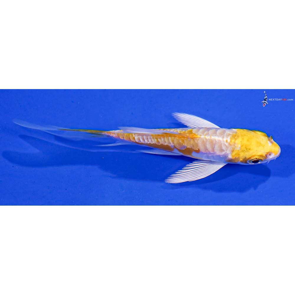 3.5” Imported Doitsu Lemon Hariwake Butterfly Koi