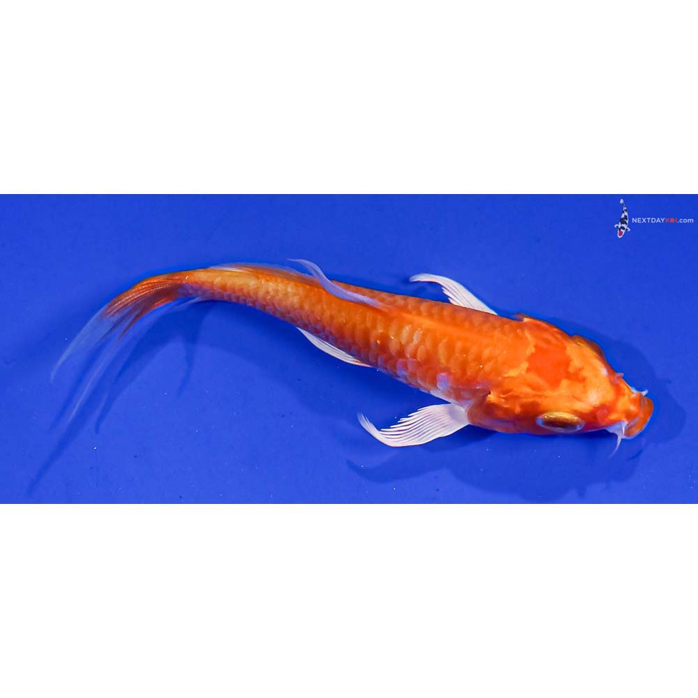 3.5” Imported Armor Scaled Orenji Ogon Butterfly Koi