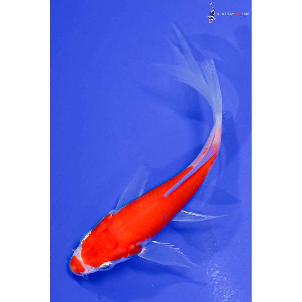 4” Imported Glass Fin Kohaku Butterfly Koi