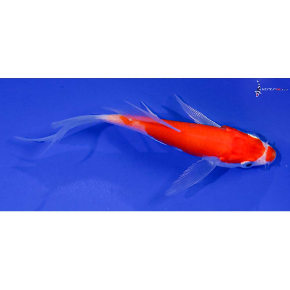 4” Imported Glass Fin Kohaku Butterfly Koi