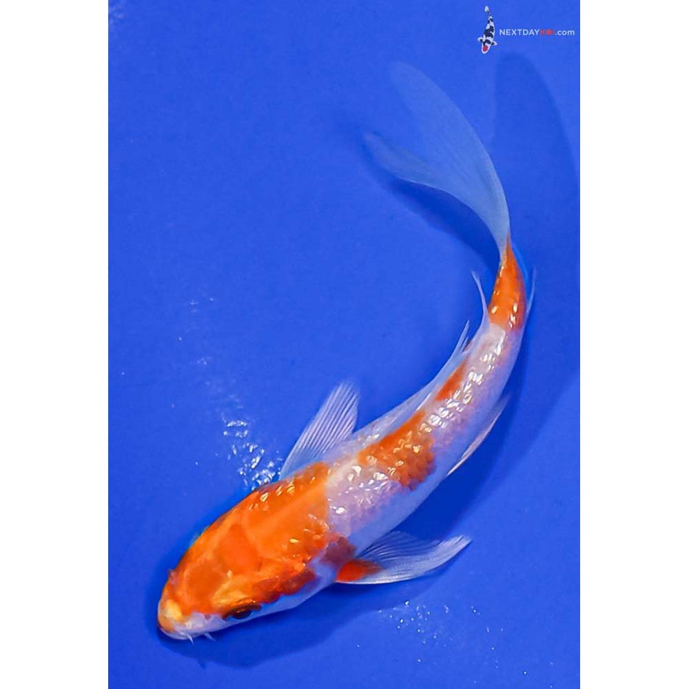 4” Imported Gin Rin Glass Fin Kohaku Butterfly Koi