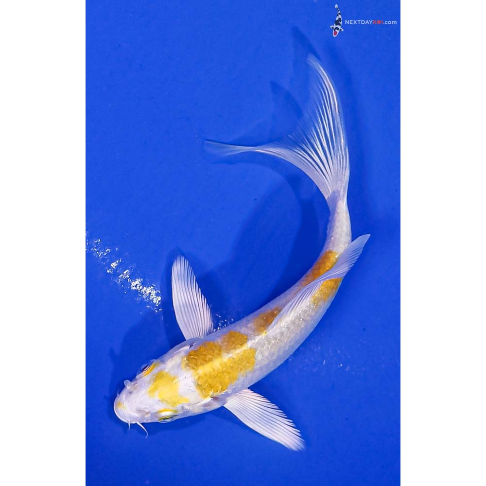 4” Imported Lemon Hariwake Butterfly Koi