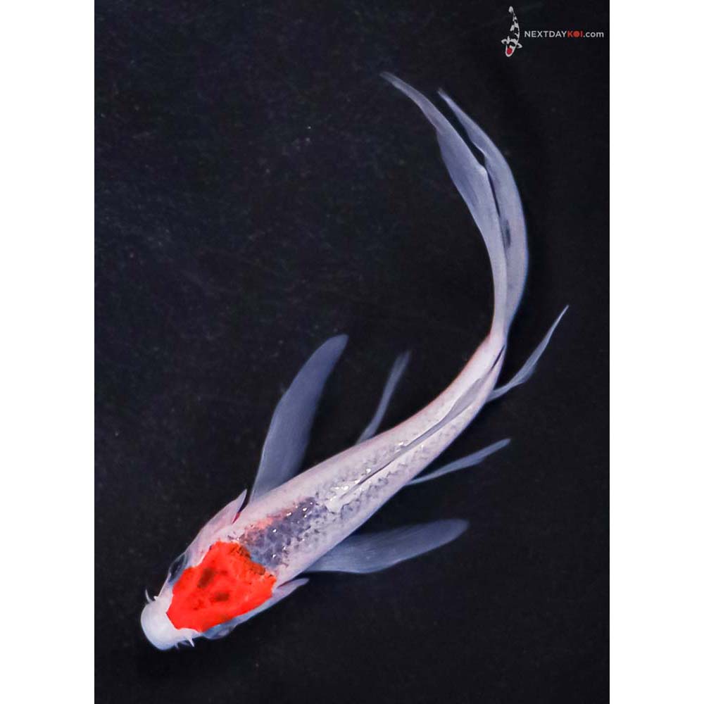 4” Imported Goshiki Butterfly Koi