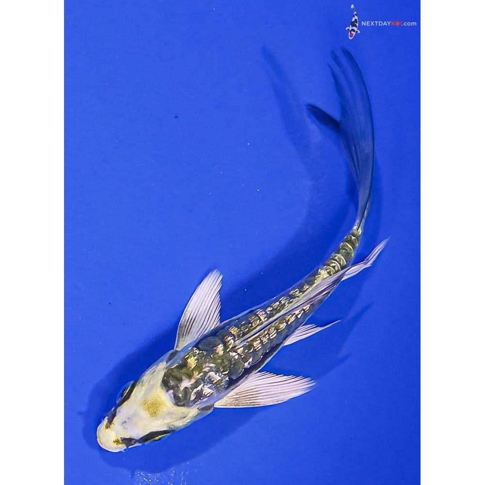 4.5” Imported Gin Rin Kin Kikokuryu Butterfly Koi