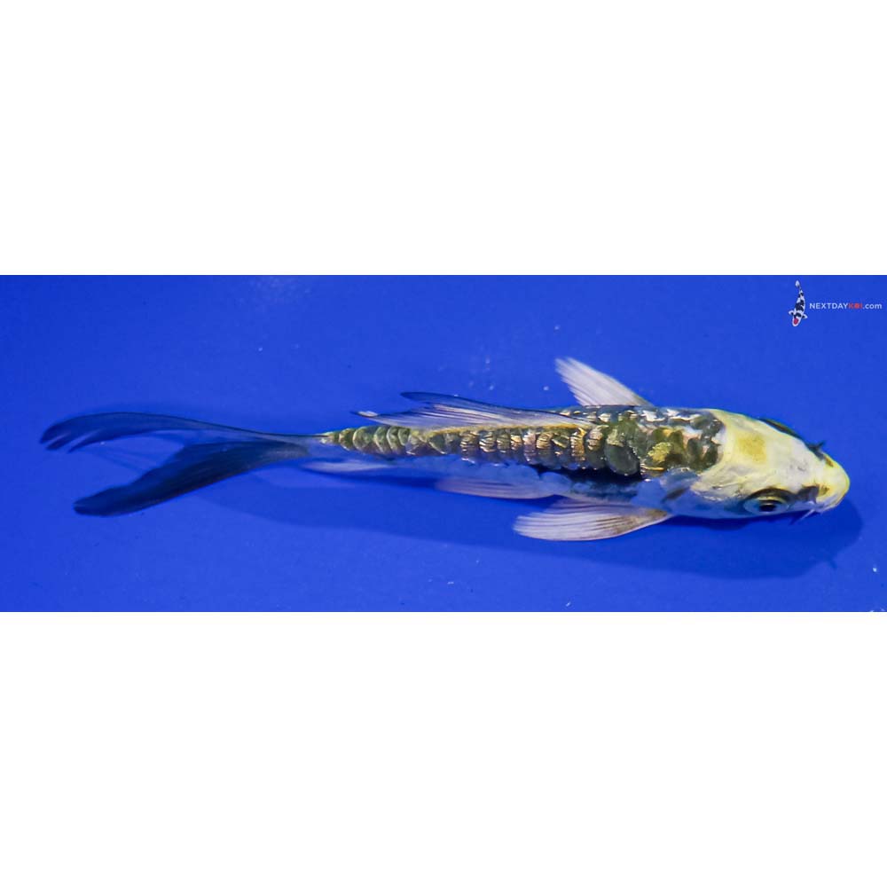 4.5” Imported Gin Rin Kin Kikokuryu Butterfly Koi