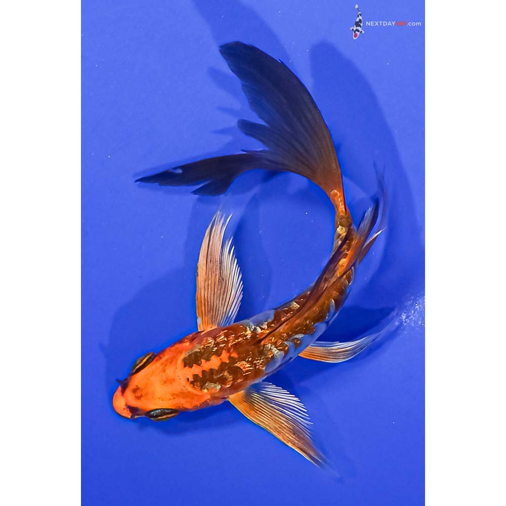 4.5” Imported Gin Rin Kin Kikokuryu Butterfly Koi