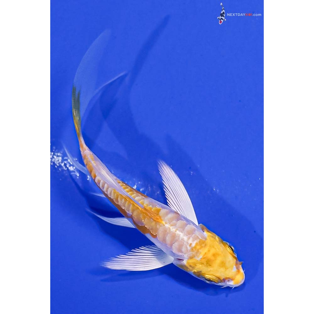 3.5” Imported Doitsu Lemon Hariwake Butterfly Koi