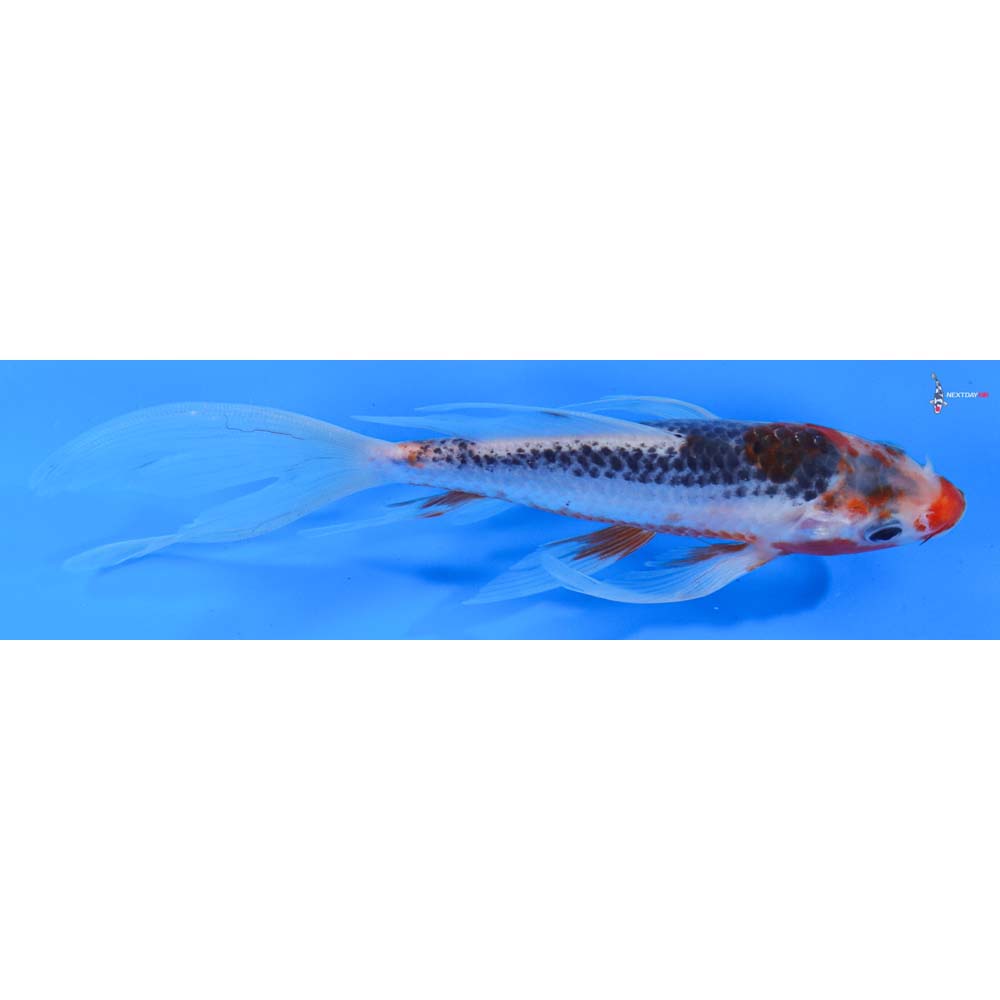 7” Imported Asagi Butterfly Koi