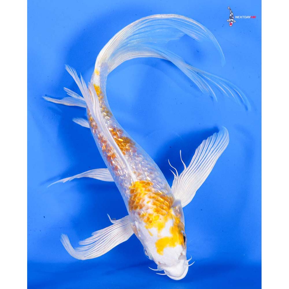 7” Imported Gin Rin Lemon Hariwake Butterfly Koi