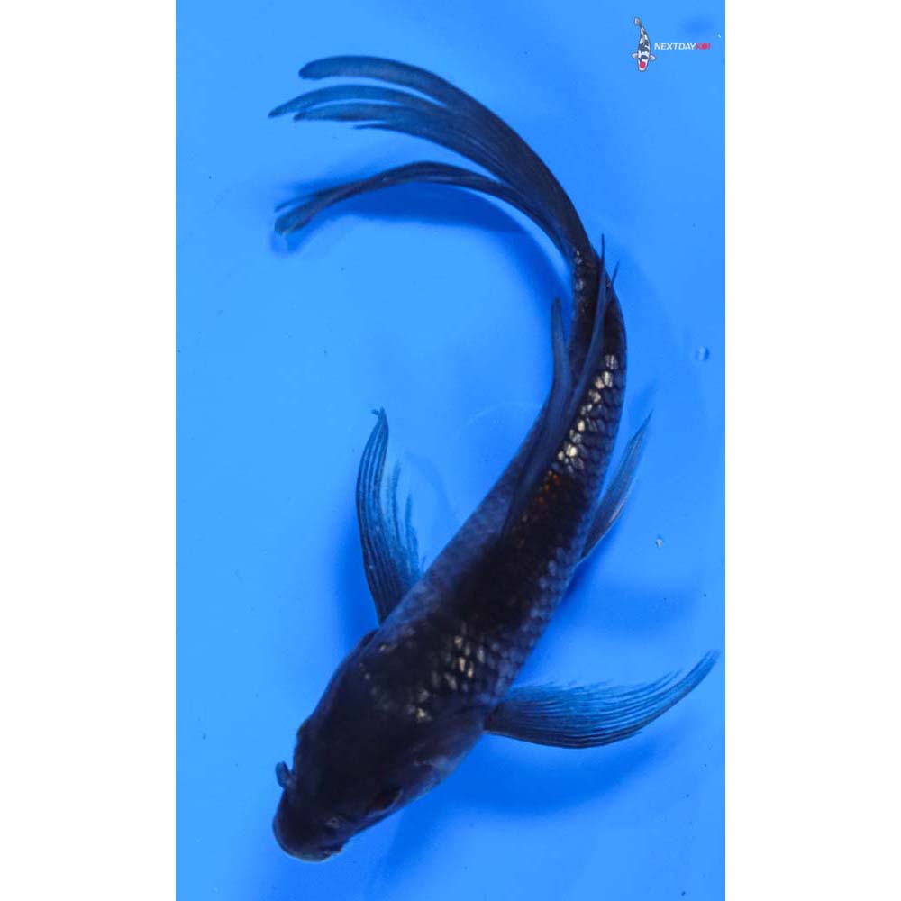 6.5” Imported Gin Rin Ochiba Shigure Butterfly Koi