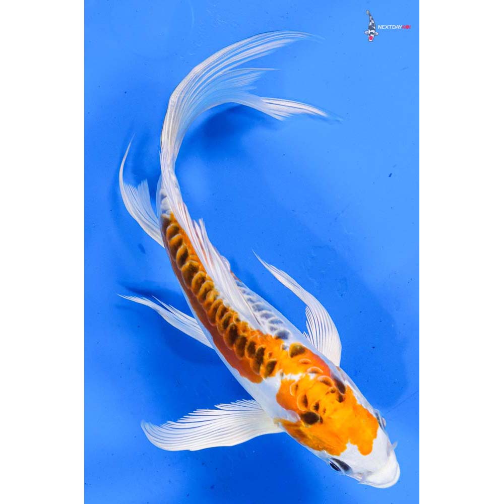 7” Imported Doitsu Kujaku Butterfly Koi