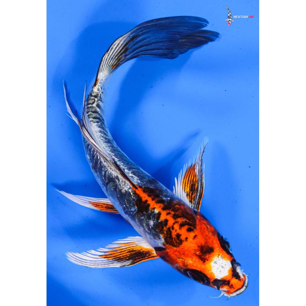 6.5” Imported Kin Kikokuryu Butterfly Koi