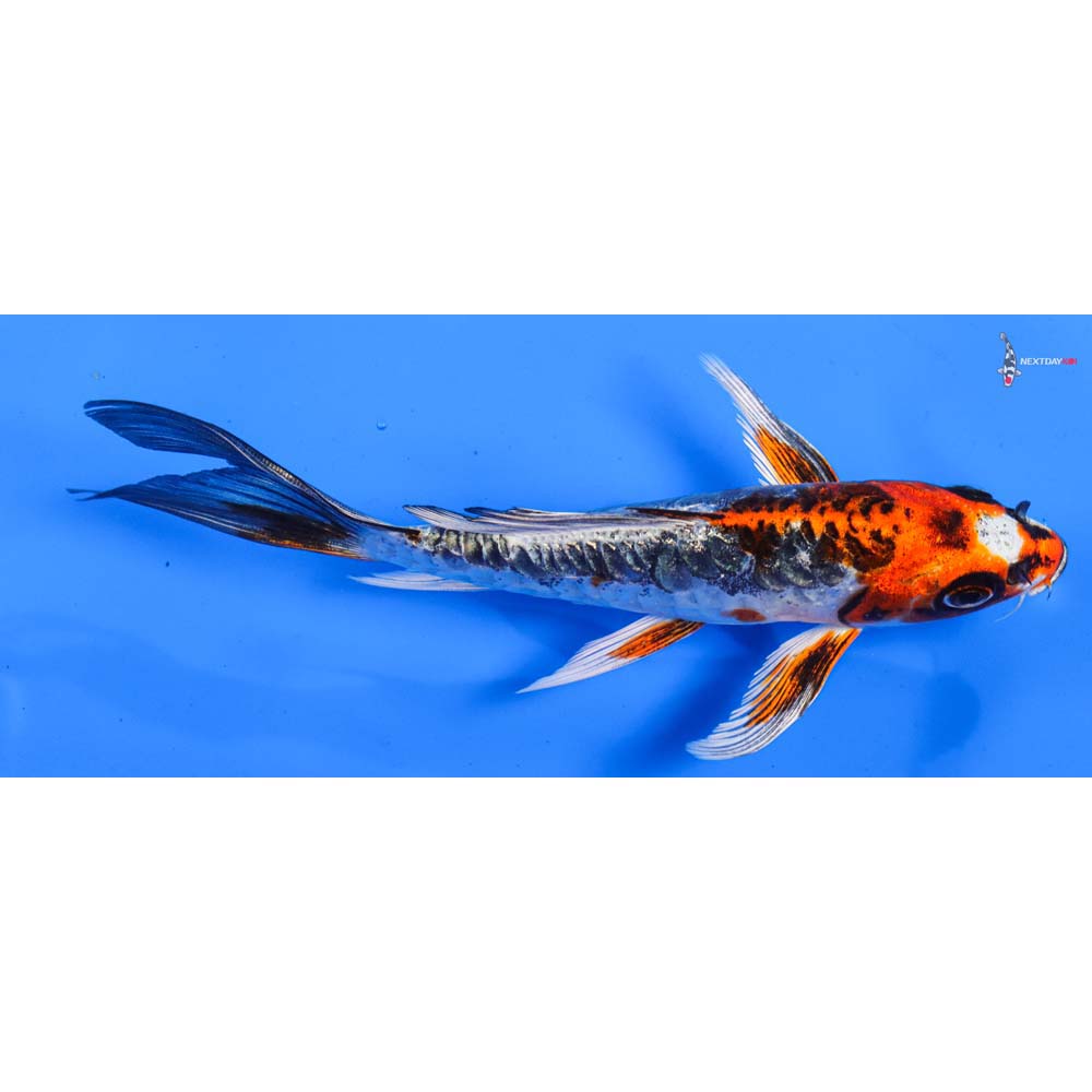 6.5” Imported Kin Kikokuryu Butterfly Koi