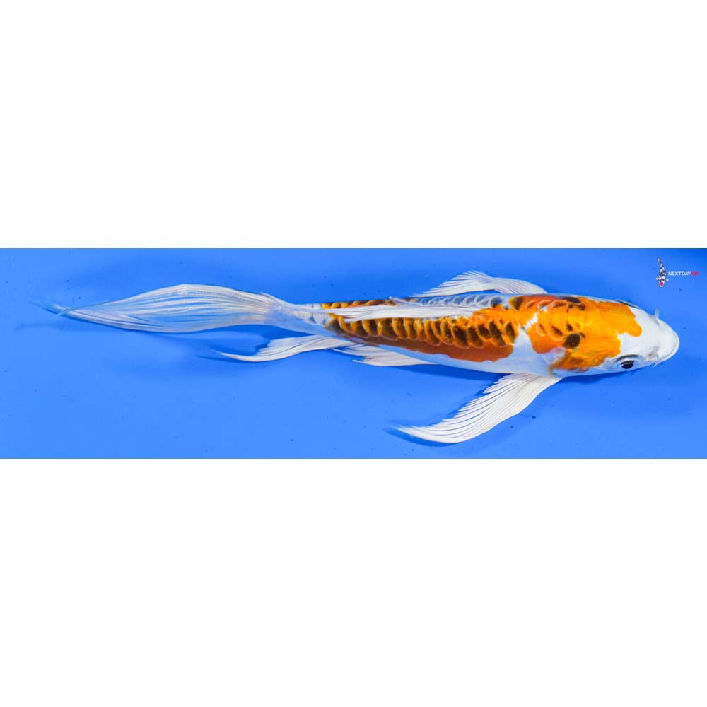7” Imported Doitsu Kujaku Butterfly Koi