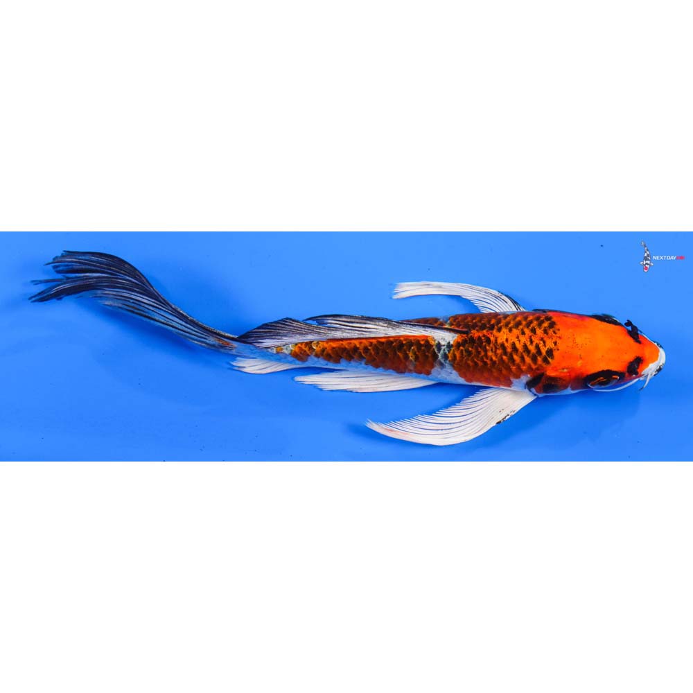 6.5” Imported Kujaku Butterfly Koi