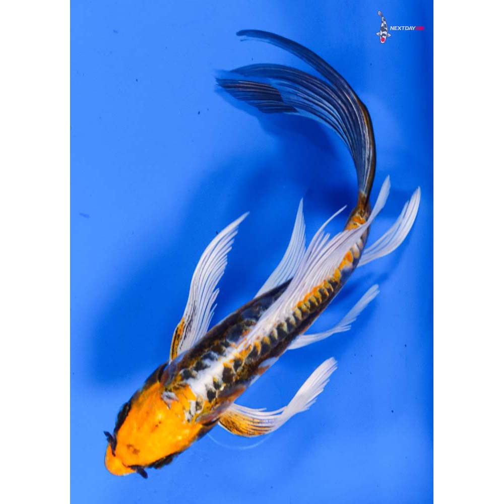 6.5” Imported Kin Kikokuryu Butterfly Koi