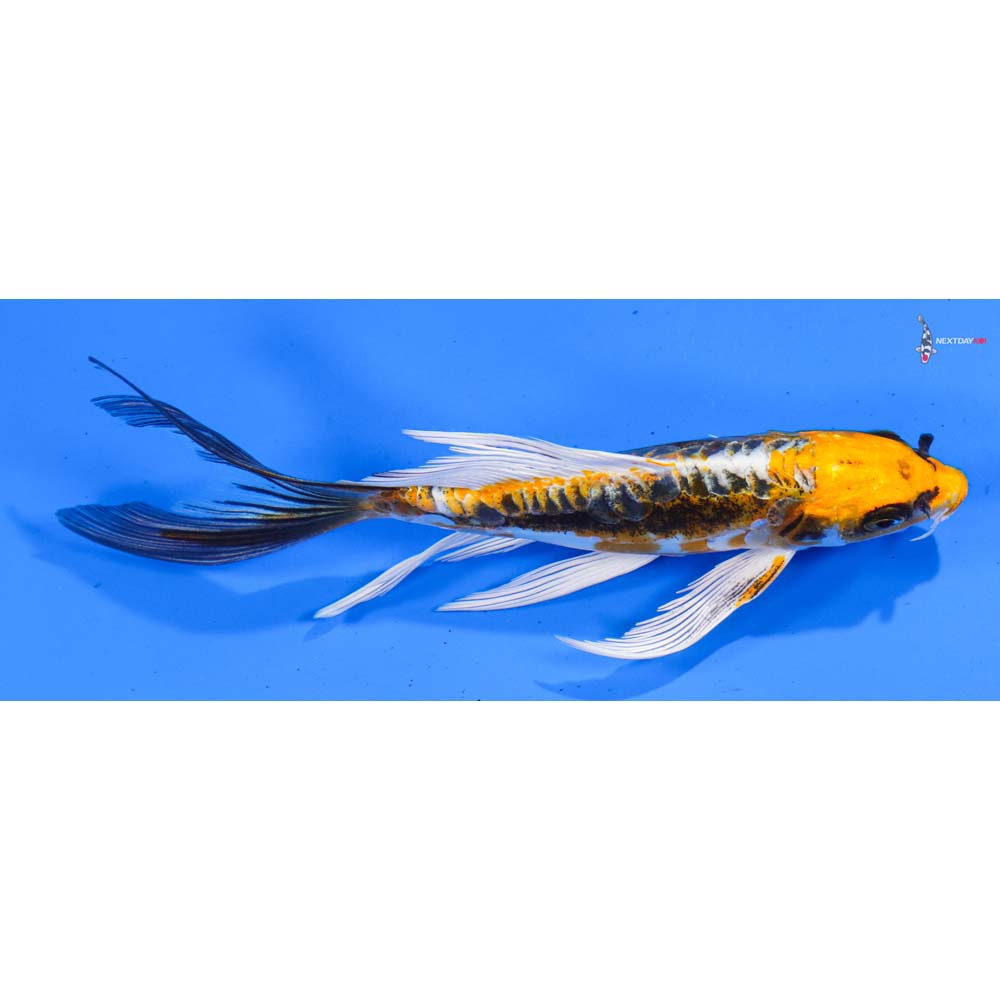6.5” Imported Kin Kikokuryu Butterfly Koi