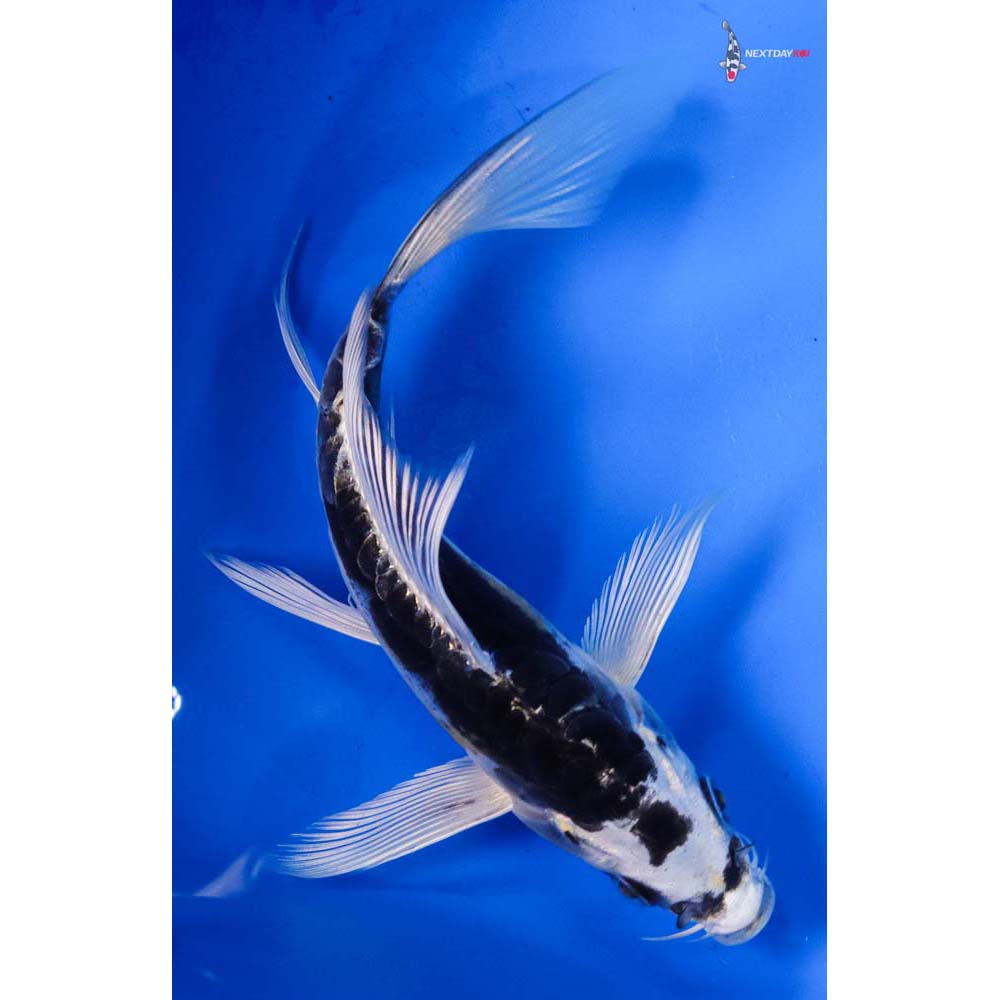 6” Imported Kin Kikokuryu Butterfly Koi