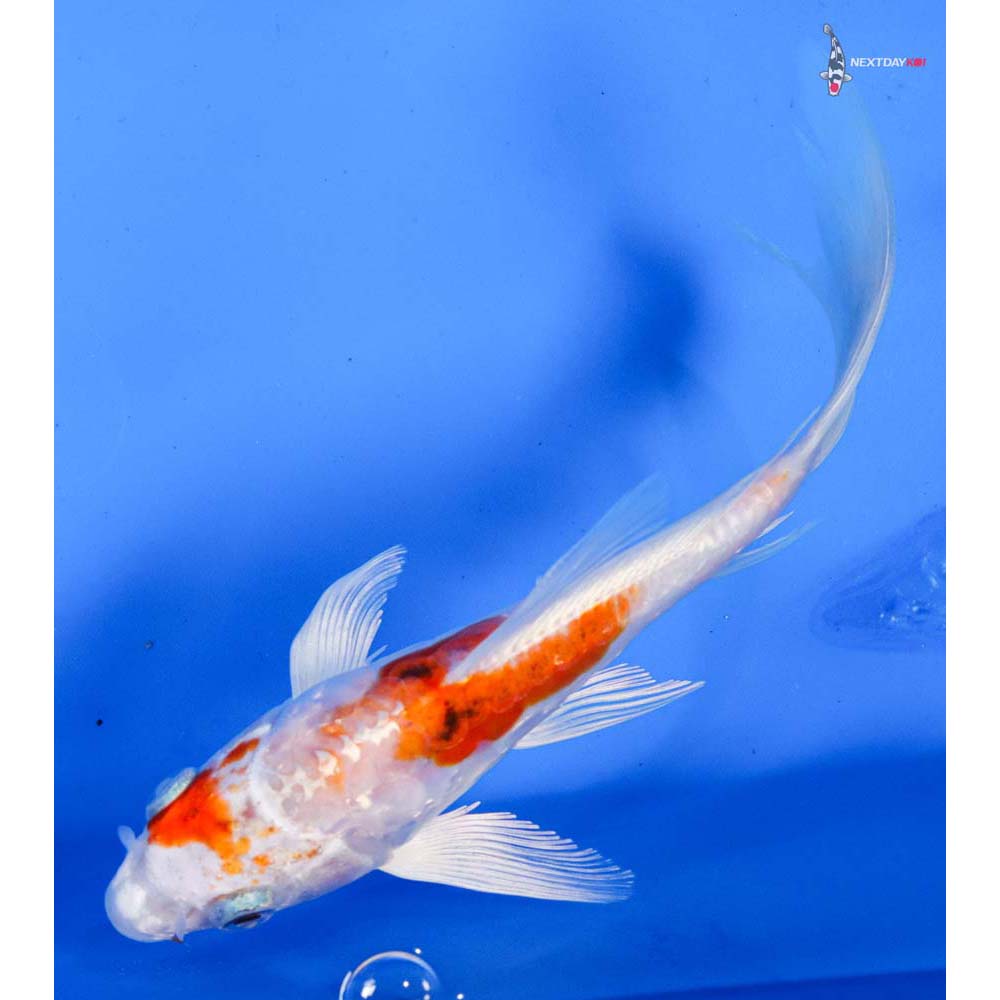 6” Imported Heisei Nishiki Butterfly Koi