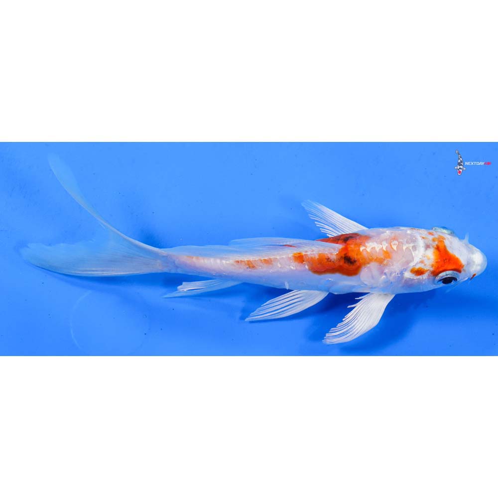 6” Imported Heisei Nishiki Butterfly Koi